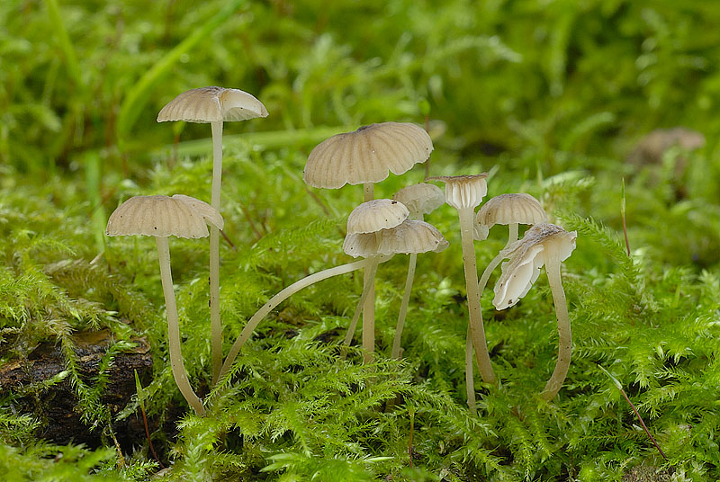Mycena speirea